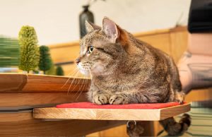 Deze tafel heeft een ‘Katten-Houder’ zodat ze niet in de weg zitten! Katten-Houder