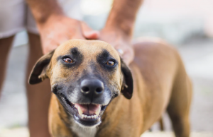 Wedden dat jouw hond 1 van deze “super originele” namen heeft! Hond
