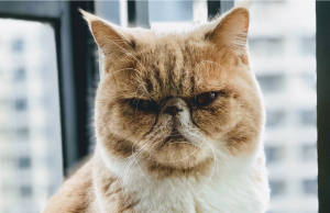 Origineel hoor: Wedden dat jouw kat 1 van deze 14 namen heeft! Kat