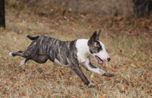Tokkies hebben áltijd 1 van deze 7 hondenrassen als huisdier, jij ook? Tokkies