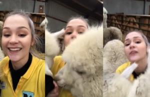 Vacature-video van Alpacaboerderij gaat het hele internet over! Vacature