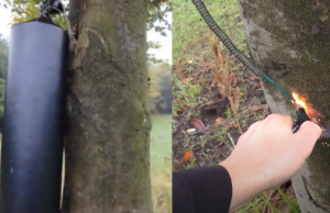 Hobby Bob plakt zelf geknutselde vuurwerk-bom aan boom, dat is niet slim! Vuurwerk