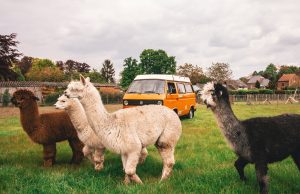 Dit wil je: Op deze camping slaap je tussen de Alpaca’s! Alpaca's