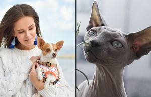 7 huisdieren die je alléén in het huis van een échte tokkie zal tegenkomen! Huisdieren