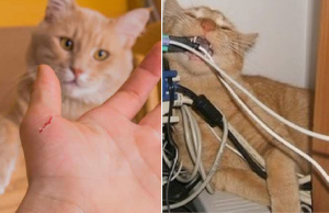 12 typische momenten waarop jij je kat het liefst achter het behang plakt! Kat