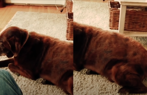 Beste video van de dag: Hond laat scheet waardoor kat moet kotsen! Kat