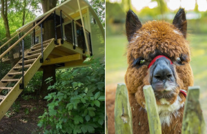 Droomvakantie: Spotgoedkope Boomhutsuite midden in een Alpacabos in Nederland! Alpacabos