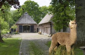 Dit Vakantiehuisje in Drenthe staat midden in een veld vol Alpaca’s! Alpaca's
