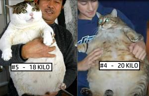 Dacht je dat jouw kat dik was? Dit zijn de 5 dikste katten óóit! Katten
