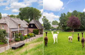 Vrijstaand huis mét Alpaca’s in de tuin te koop voor spotprijsje op Funda! Funda