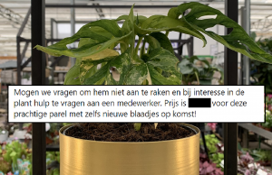 Bezoekers Intratuin weten niet wat ze zien bij absurd hoge prijs voor plantje! Intratuin
