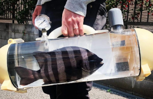 Met deze spotgoedkope ‘Vistank’ kun jij je goudvis voortaan uitlaten! Goudvis