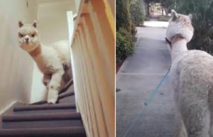 Man laat zien dat je wél gewoon een Alpaca als huisdier kunt hebben! Alpaca