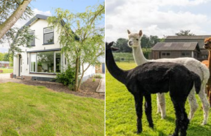Schattig vrijstaand huisje mét Alpaca-weiland aangeboden op Funda! Funda