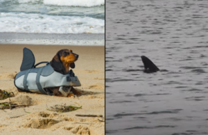 Koopje: Jaag iedereen de stuipen op het lijf met dit Haaien-Zwemvest voor je hond! Hond