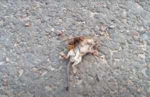 Monsterwesp op oorlogspad in Nederland en weet gigantische muis uit te schakelen! Monsterwesp