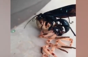 Zwarte Wesp trekt vogelspin compleet uit elkaar en vliegt er mee weg! Zwarte Wesp