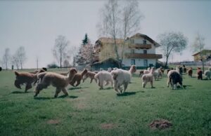 Waar wacht je nog op? Hier kun je overnachten tussen 100+ Alpaca’s! Alpaca's