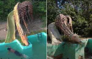 De trieste waarheid achter de video’s van de jongens die zwembaden in jungle bouwen! Jungle