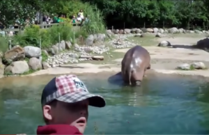 Schitterende beelden: Nijlpaard laat de grootste scheet ter wereld! Scheet