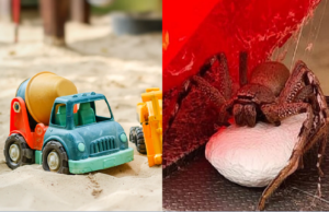 Moeder vindt gigantische spin met 200 eitjes in speelgoed van zoontje! Spin