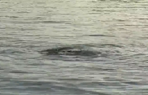 Monster-Mysterie in Rotterdamse haven opgelost: Het is géén monster! Monster