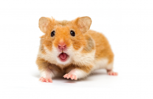 Zien: Hamster overleden nadat Bekende Nederlander hem in zijn achterste propt! Bekende Nederlander