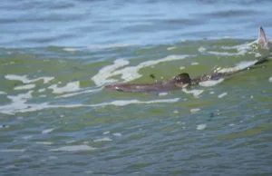 Beelden van haai aan Nederlandse kust gaan rond op social media! Haai