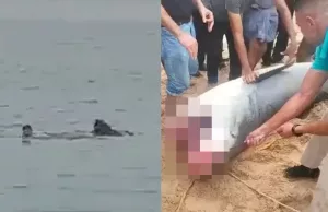 Woede door lugubere beelden van Egyptenaren die ‘Killerhaai’ terechtstellen! Killerhaai