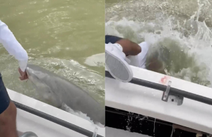 Luguber: Visser de zee ingetrokken door haai tijdens handen wassen! Visser
