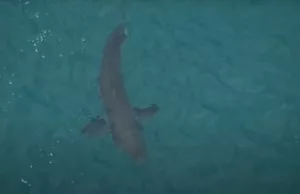 Witte haai gespot in Scheveningen: ‘Komen steeds vaker voor in Nederland!’ Haai