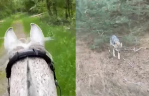 Eng: Wolf heeft trek in een stukje paard van een ruiter in Drents-Friese Wold! Wolf