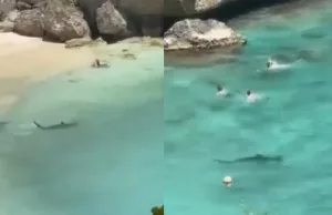 Lugubere beelden: Badgasten in Curaçao aangevallen door gigantische haai! Haai
