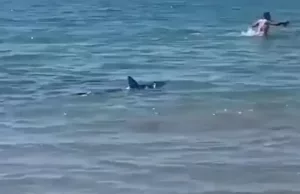 Opnieuw raak: Gezin in Mallorca zwemt voor hun leven vanwege haai! Mallorca