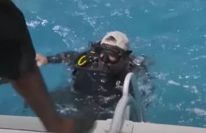 Luguber: Haai van 5,5 meter bijt in één hap hoofd van duiker af! Haai