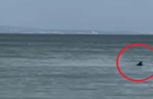 Video: Nederlandse Petra opgejaagd door haai van 3 meter in Mallorca! Mallorca