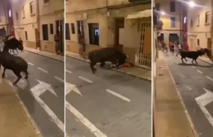 Schokkende beelden: Jongen door straten van Alicante geslingerd tijdens stierenrennen! Stierenrennen