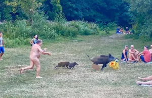 Prachtige beelden: Naakte Duitser rent achter wild zwijn aan die zijn laptop heeft gejat! Wild Zwijn