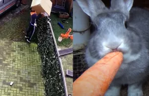 Zien: PostNL-bezorger gooit zwaar pakket over schutting, precies op konijn Okkie! PostNL
