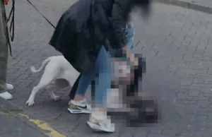 Kijkers van Bureau Rotterdam in shock door agressieve hond die klein hondje doodbijt! Bureau Rotterdam