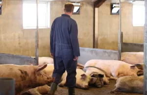Brabantse varkensboer voor miljoenen uitgekocht, breidt uit met andere giga-varkensstal! Varkensboer