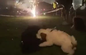 Man spreekt jongeren aan op gooien van vuurwerk naar zijn hond, wordt doodgeslagen Vuurwerk
