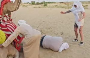 Peter Gillis dondert snoeihard van kameel en kermt van de pijn: ‘AAHHHH’ Peter Gillis