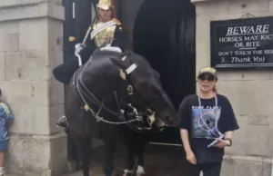 Toerist naar de grond nadat Brits Koninklijk paard hap uit arm neemt! Koninklijk Paard