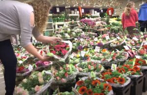 Gemeenten doen massaal boeketten in de ban: ‘Slecht voor het milieu!’ Boeketten