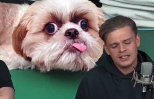 Beelden van verwaarloosd hondje Dennis Schouten zorgen voor woede: ‘Krijgt om de dag eten…’ Dennis Schouten