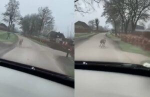 Automobilist in Gelderland jaagt op wolven met zijn auto, beelden zorgen voor ophef! Wolven