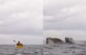 Je grootste nachtmerrie: Kajakker midden op zee opgeslokt door hongerige walvis! Walvis