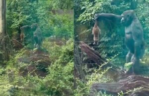 Lugubere beelden uit ARTIS van gorilla met stokstaartje gaan de hele wereld over