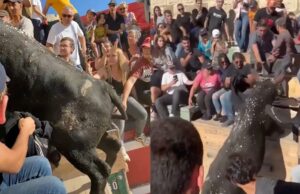 Stier neemt wraak tijdens stierenvechten op toeschouwer in Zuid Frankrijk